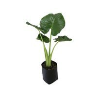 Planta hoja elegante