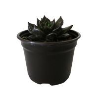 Planta crasulácea black prince