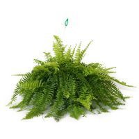 Planta helecho Bostón