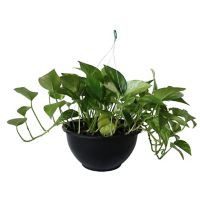 Planta teléfono colgante