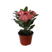Planta euphorbia