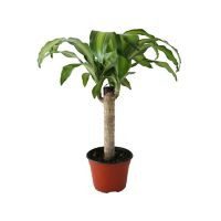 Planta palo de Brasil