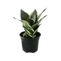 Planta sansevieria