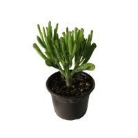 Planta crasulácea ovata hobbit