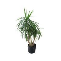 Planta yuca pie de elefante