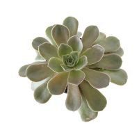 Planta crasulácea perle von