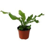 Planta helecho antiquum