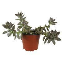 Planta Echeveria darley