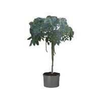 Planta lluvia de oro tina