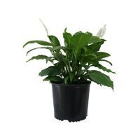 Planta cuna de Moisés