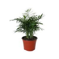 Planta palma camedor