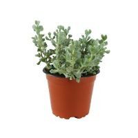 Planta crasulácea graptope amethystinum