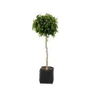 Planta ficus bola
