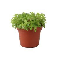Planta echeveria sedum comfusum