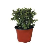 Planta árbol de la abundancia