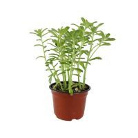 Planta crasulácea superbum