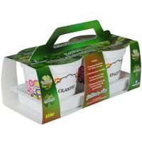 Hierba pepazote/cilantro