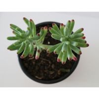 Planta crasulácea sedum praealtum