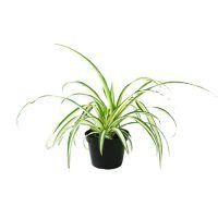 Planta clorophito
