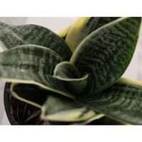 Planta sansevieria hahnii
