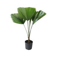 Planta palma licuala