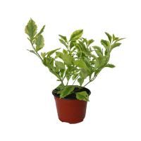 Planta duranta gold