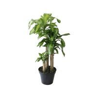 Planta palo de Brasil