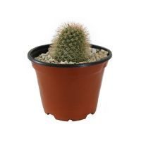 Planta cactus echinocactus grousonii
