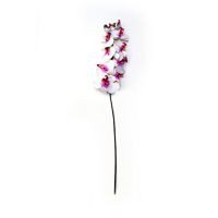 Orquídea Phanealopsis crema morado