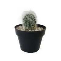 Plantas cactus viejito