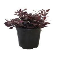 Planta alternanthera red