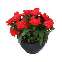 Planta belén Nueva Guinea rojo colgante