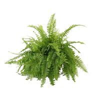 Planta helecho Bostón