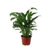 Planta cuna de Moisés