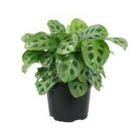 Planta sapito