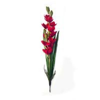Orquídea con raíz y hojas roja
