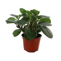 Planta peperomia verde