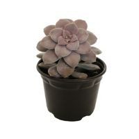 Planta crasulácea pentandrum