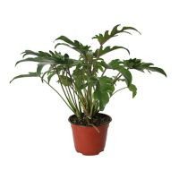 Planta philodendron xanadu