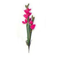 Orquídea  con raíz y hojas fucsia
