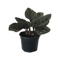 Planta calathea makoyana