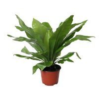 Planta helecho nido de ave