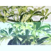 Planta arboricola mini gold