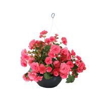 Planta begonia m10