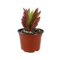 Planta echeveria can fire