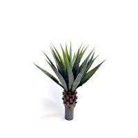 Planta de Agave