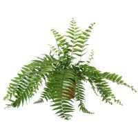 Planta helecho macho