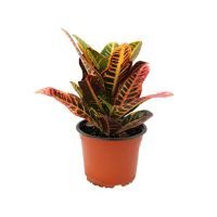 Planta crotón petra
