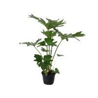 Planta philodendron sellum
