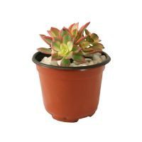 Planta rosa de piedra